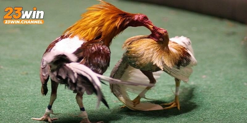 Cách tham gia đá gà cựa dao Philippines tại 23Win